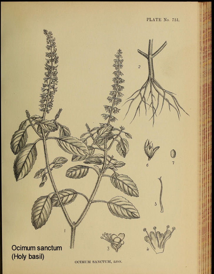 Holy basil (Krishna basil) - Purple leaf