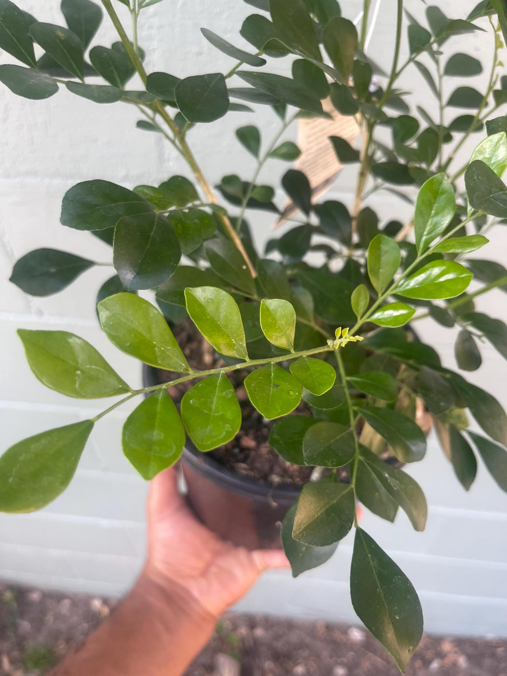 Orange Jasmine Plant (Murraya paniculata) | Fragrant Evergreen | Citrus-Scented White Flowers | 1 gallon size