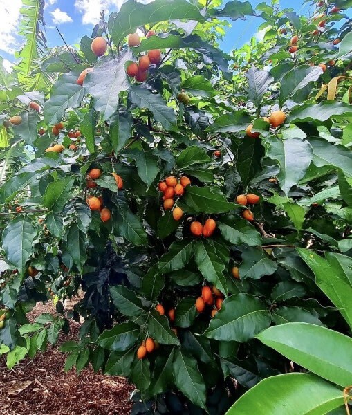 Rare Peanut Butter Fruit Tree: Well Rooted Starter Plant