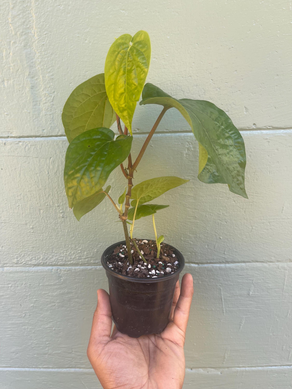 Piper Betel Plant | Betel Leaf Vine