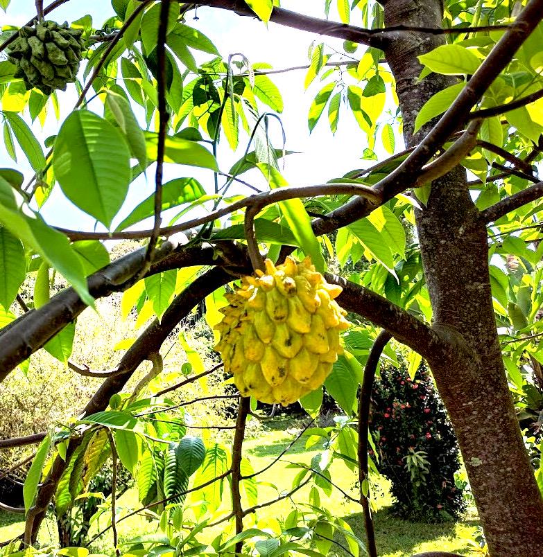 Live Rollinia Fruit Tree (Rollinia deliciosa) – Rare Tropical Plant, Biriba
