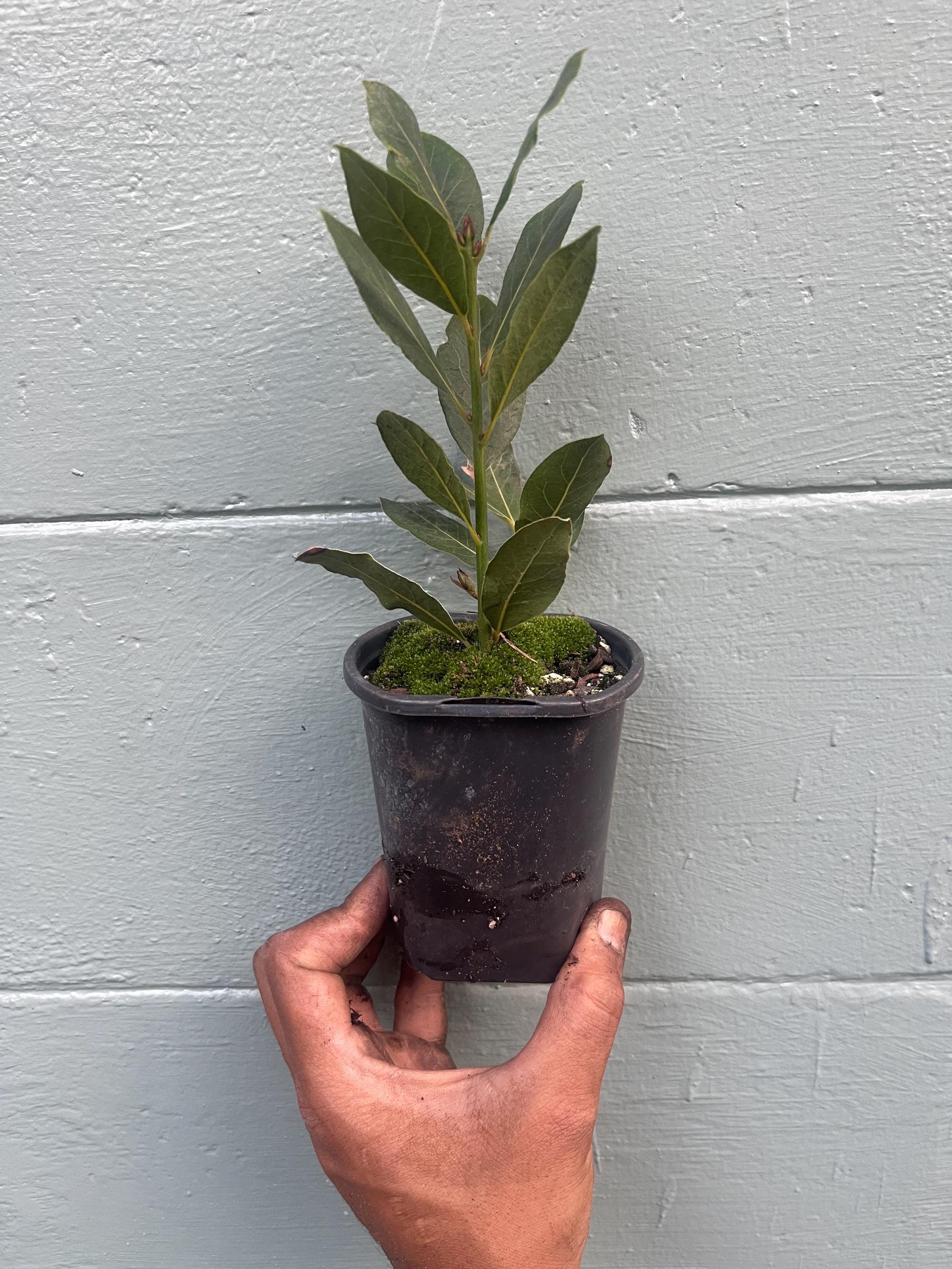 Laurus nobilis, Bay Leaf, Bay Tree, Bayleaf, Sweet Bay, Bay Laurel
