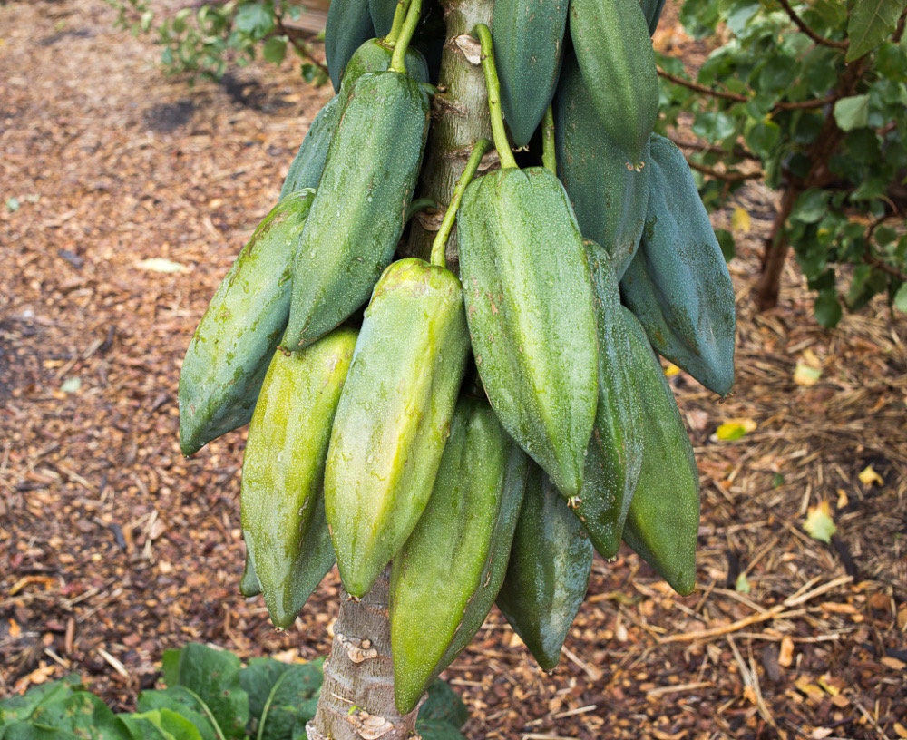 RARE Babaco/Mountain papaya plants
