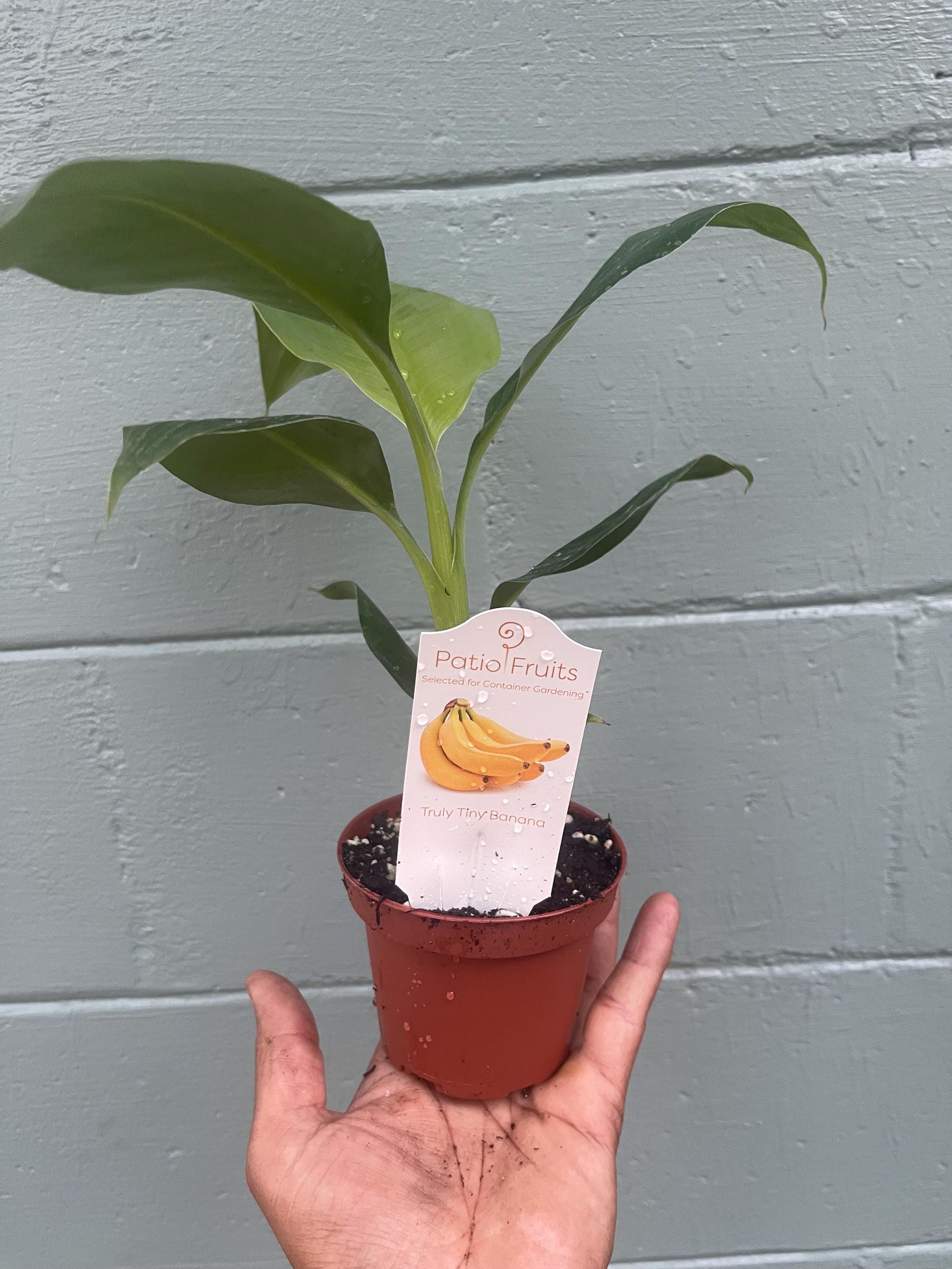Musa Truly Tiny -the smallest edible banana variety