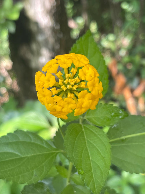 Chapel Hill Yellow Lantana Live Plant – Pollinator Magnet, Heat Tolerant Blooms