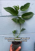 Sunrise Passion Fruit Vine – Fast-Growing Tropical Plant, Delicious Fruit (4 inches Pot)