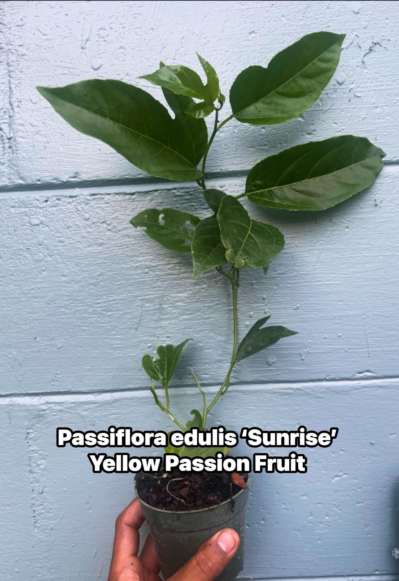Sunrise Passion Fruit Vine – Fast-Growing Tropical Plant, Delicious Fruit (4 inches Pot)