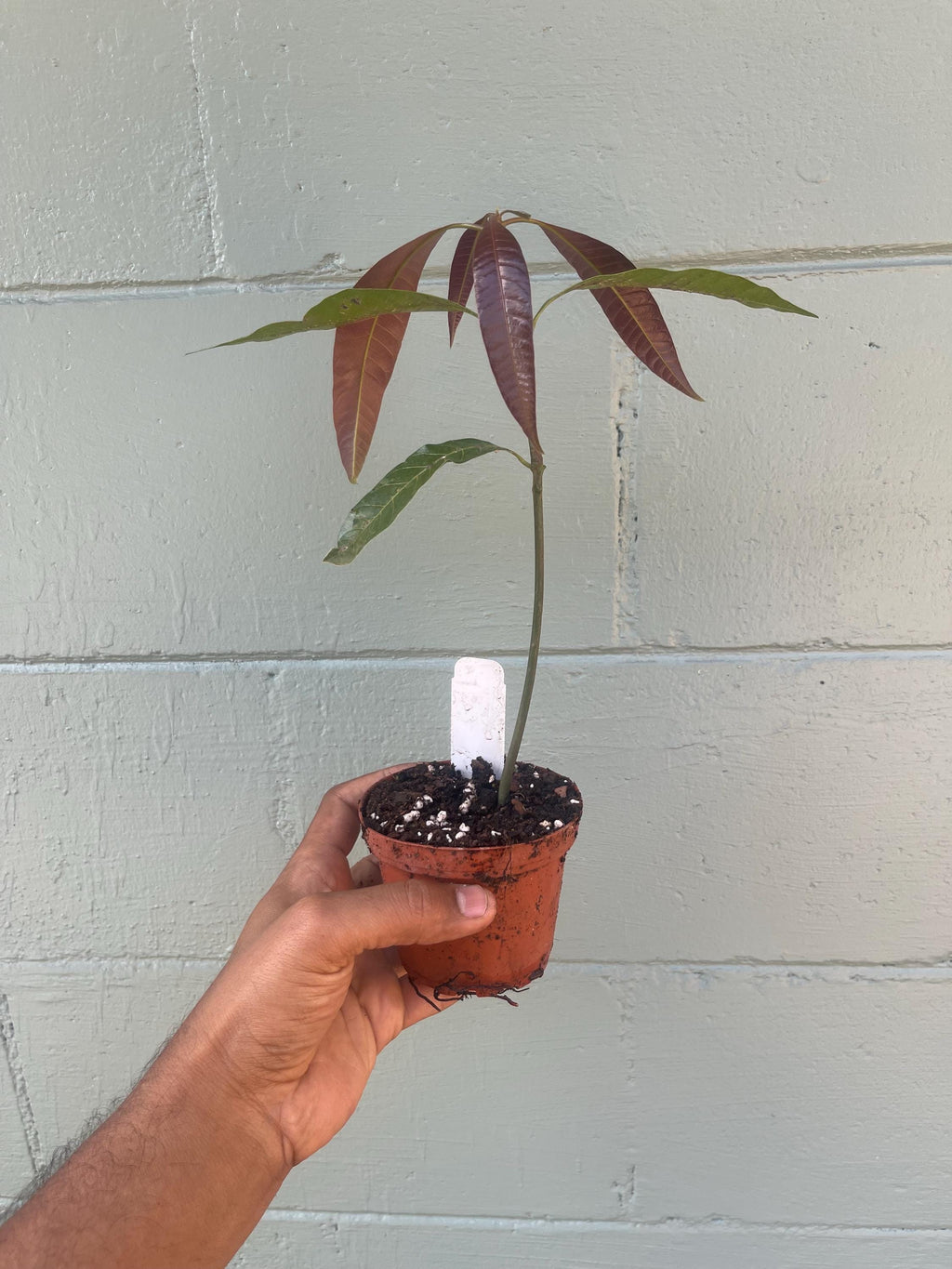 Live Mango Seedling – Unknown Variety | Tropical Fruit Tree | Starter Plant