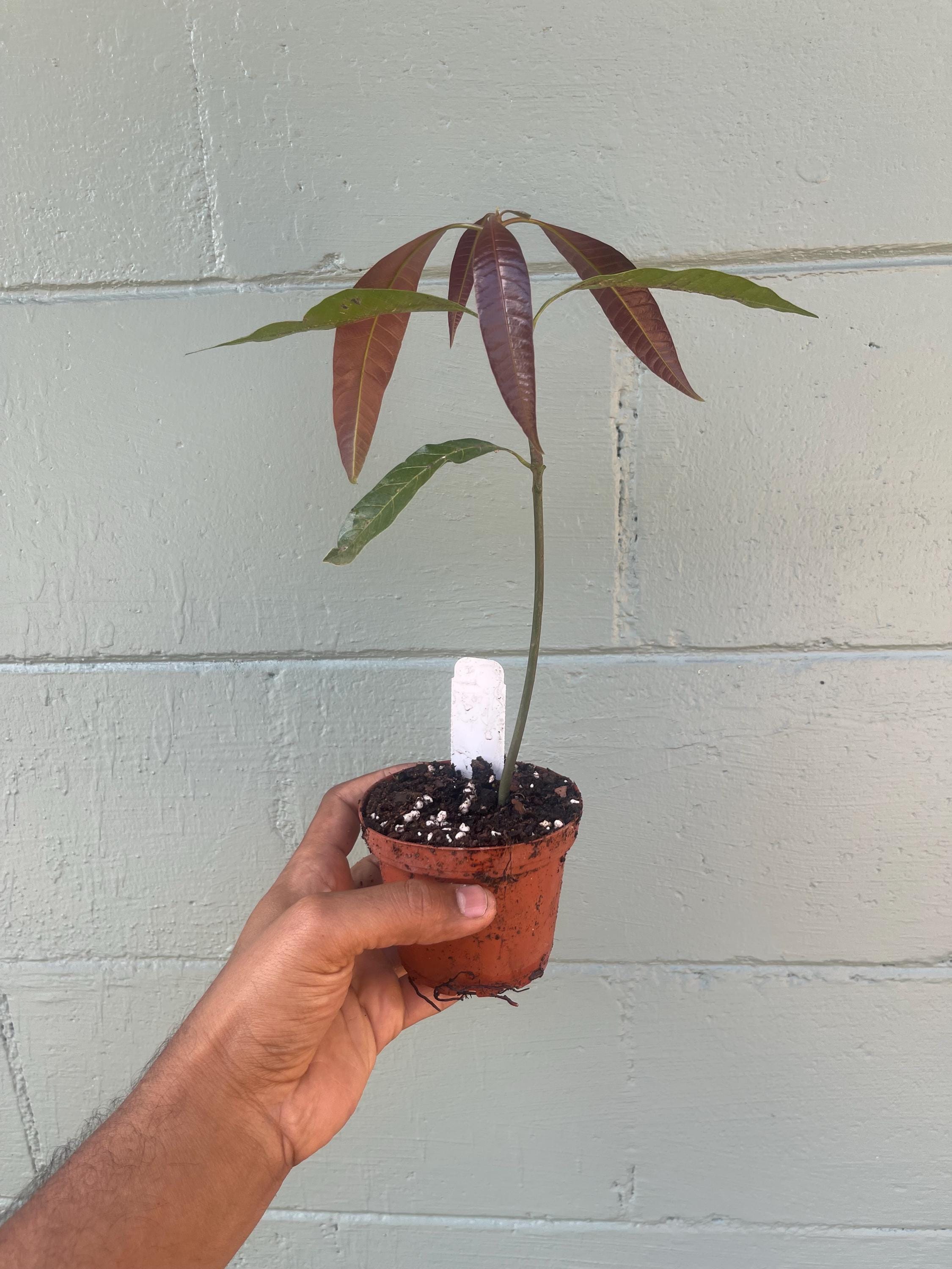 Live Mango Seedling – Unknown Variety | Tropical Fruit Tree | Starter Plant