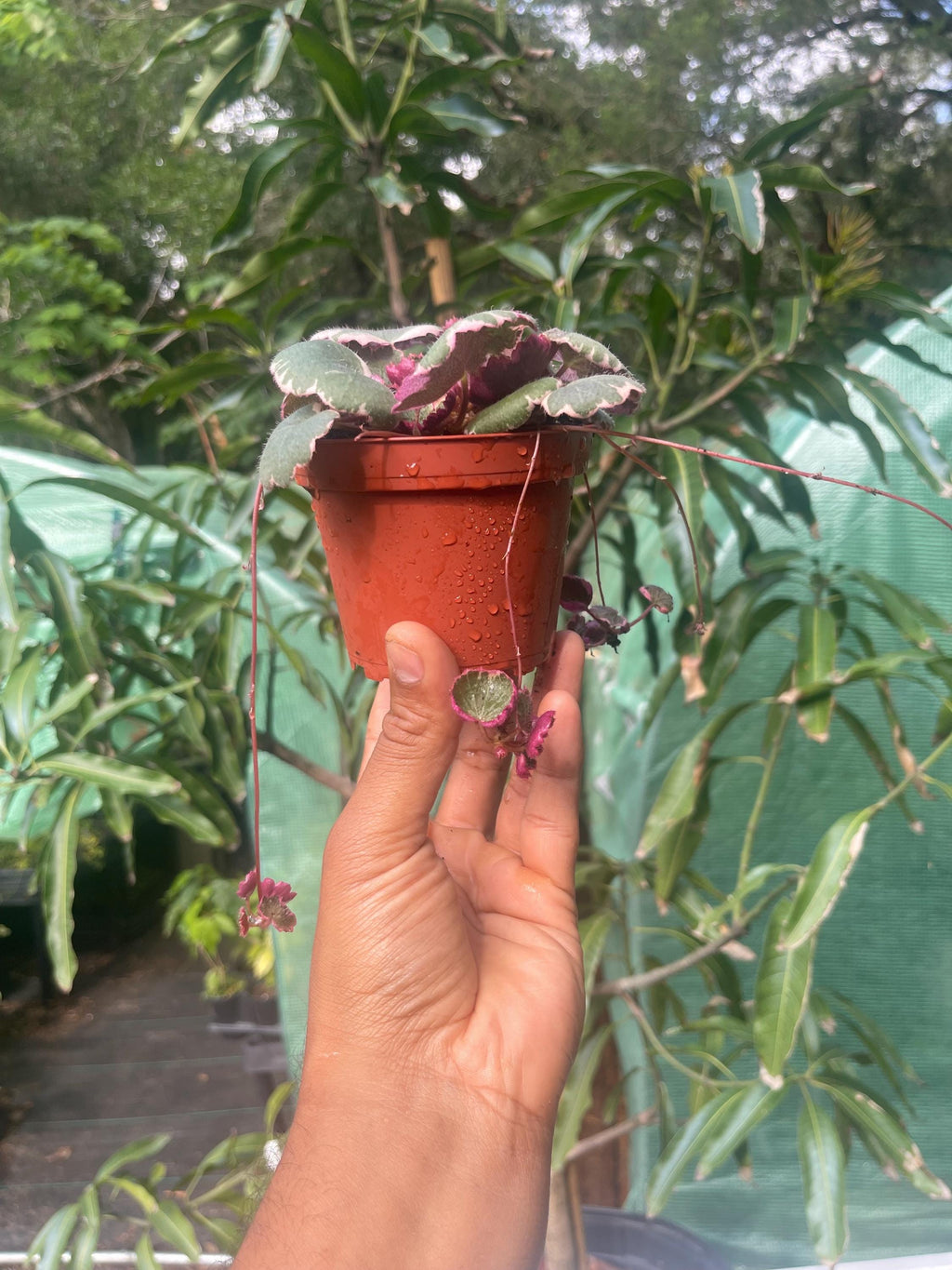 Variegated Strawberry Begonia – Saxifraga stolonifera ‘Tricolor’ – Rare Trailing Houseplant – Pink & Cream Foliage
