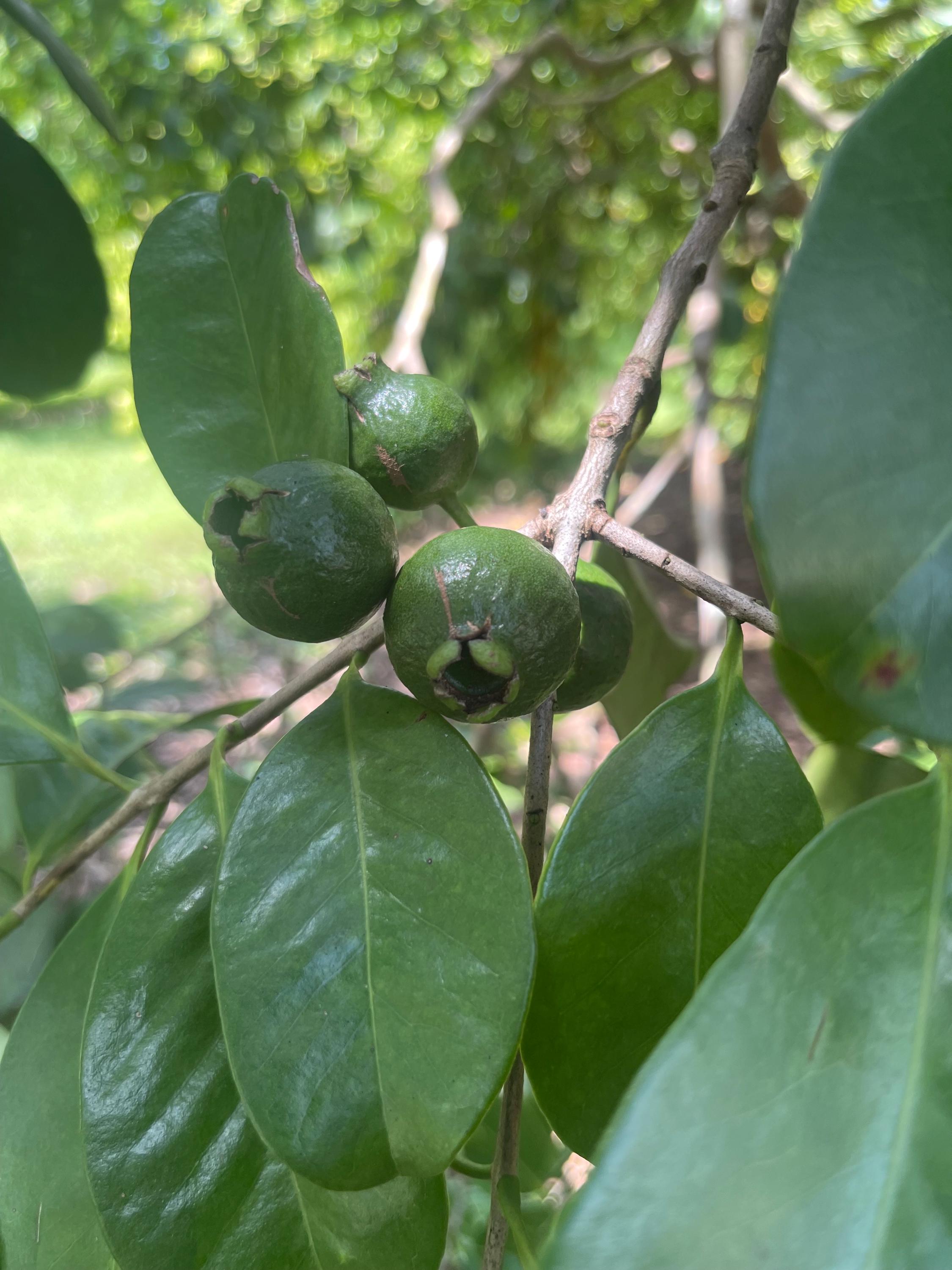Live Strawberry Guava Tree: Rare Tropical Fruit Plant