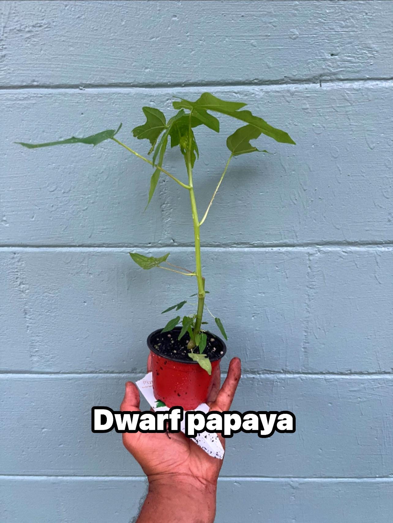 Dwarf papaya plants