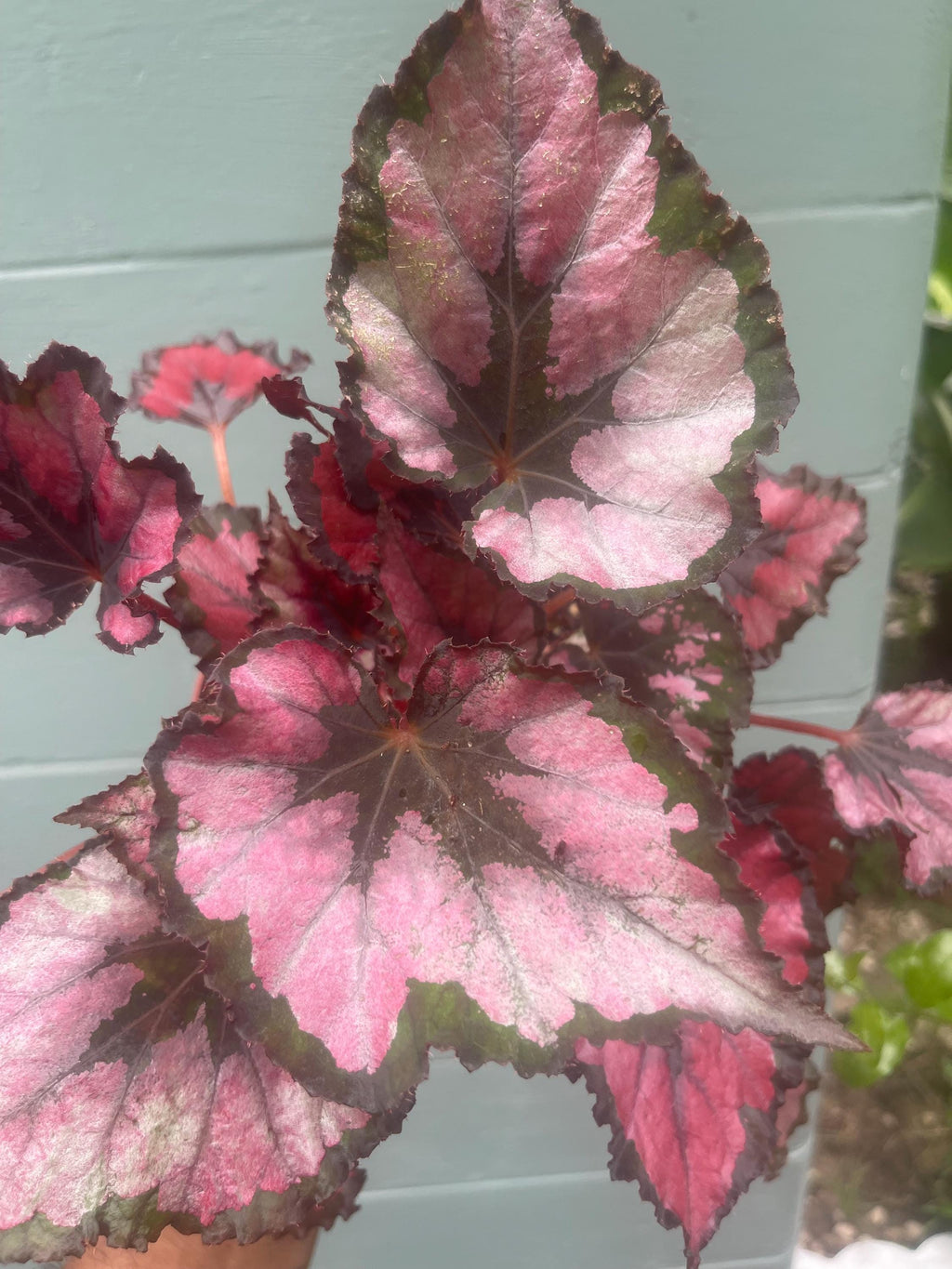 Begonia ‘Kotobuki’ – Live Plant in 4.5” Pot | Rare Collector Begonia | Tropical Houseplant