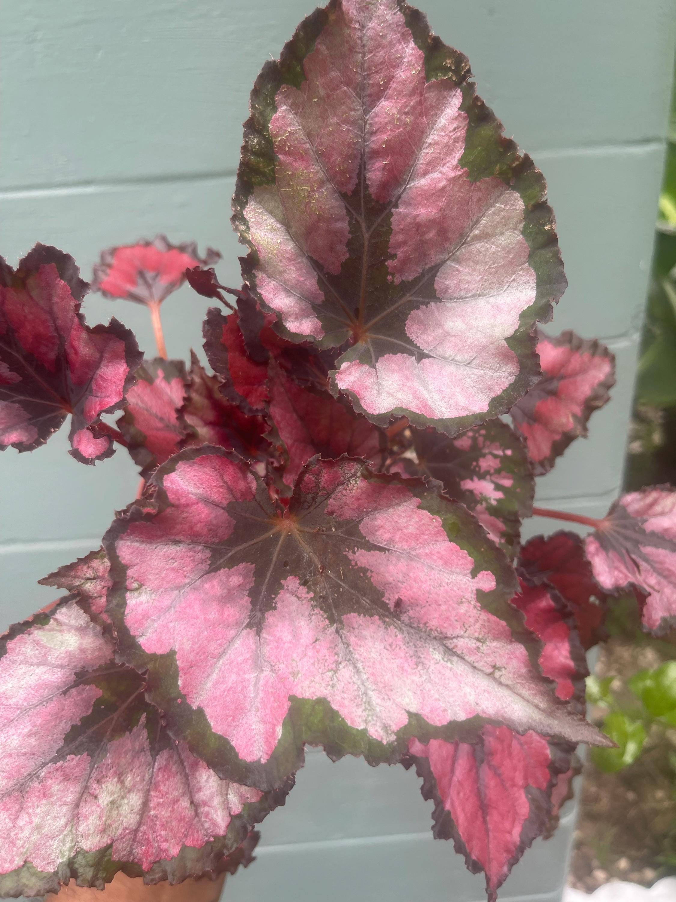 Begonia ‘Kotobuki’ – Live Plant in 4.5” Pot | Rare Collector Begonia | Tropical Houseplant