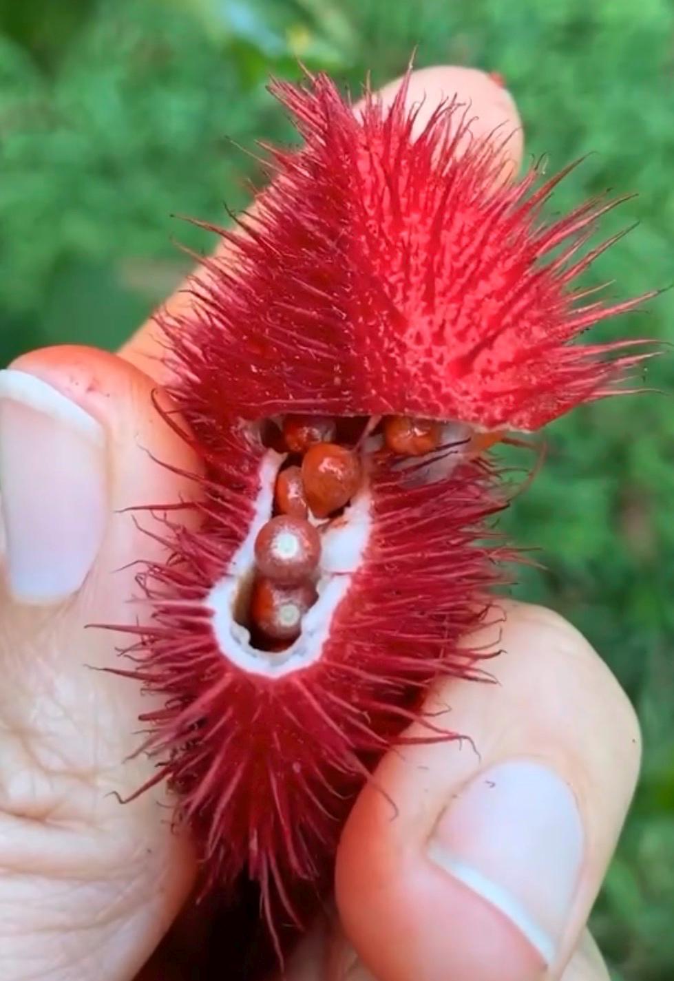 Annatto Plant (Bixa orellana) – 4” Pot – Natural Food Coloring Plant – Tropical Ornamental & Edible Shrub