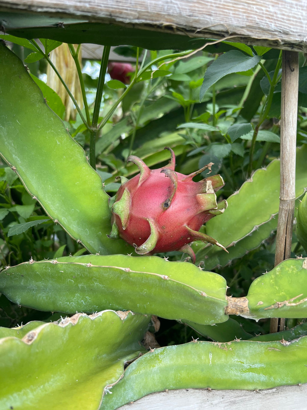 Red dragon fruit plants