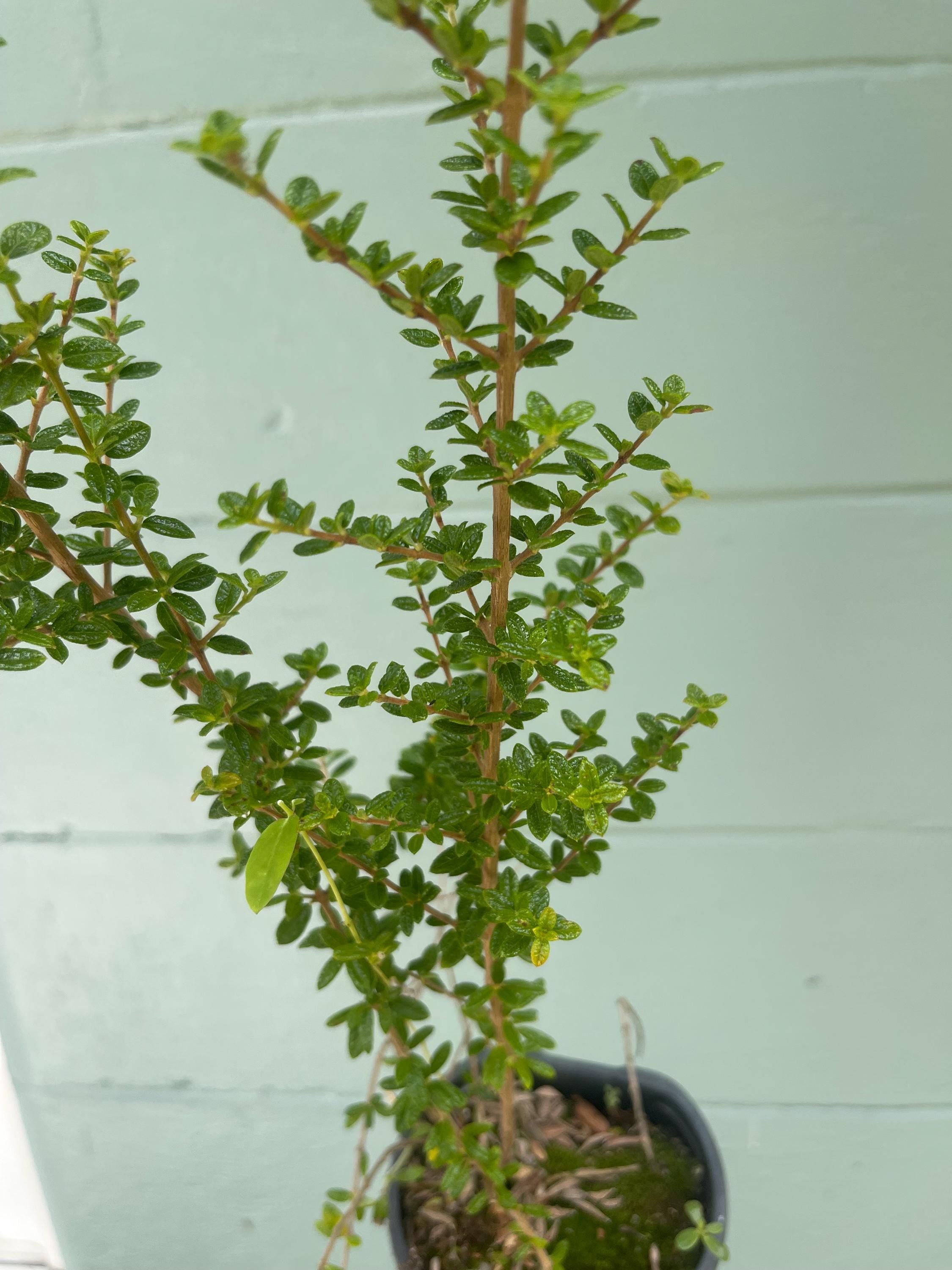 Nashia Inaguensis Live Plant | Rare Moujean Tea Herb, Fragrant Evergreen 4” Pot
