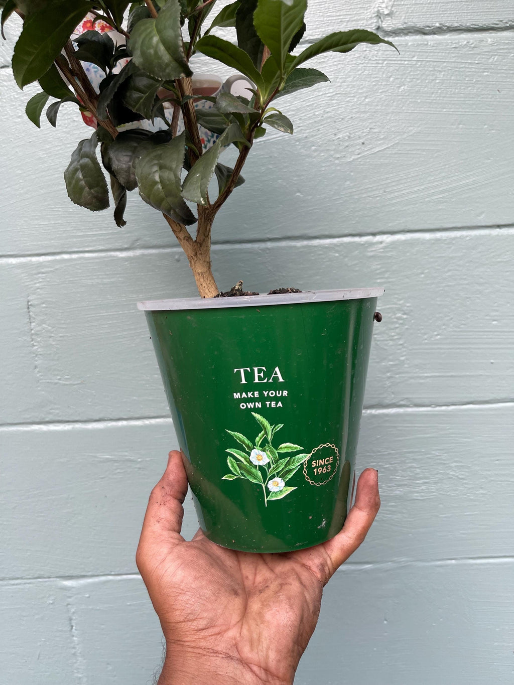 Camellia Sinensis Tea Plant: Live Herbal Tea Garden Gift