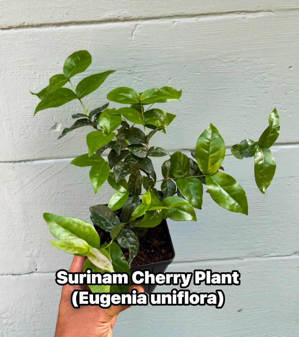 Surinam Cherry Plant (Eugenia uniflora) – Live Tropical Fruit Tree | Pitanga | Sweet-Tart Cherry | Edible Landscape
