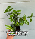 Surinam Cherry Plant (Eugenia uniflora) – Live Tropical Fruit Tree | Pitanga | Sweet-Tart Cherry | Edible Landscape