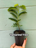 Live Tamarind Tree Plant – Sweet Tangy Edible Fruit Pods – 4.5 Pot
