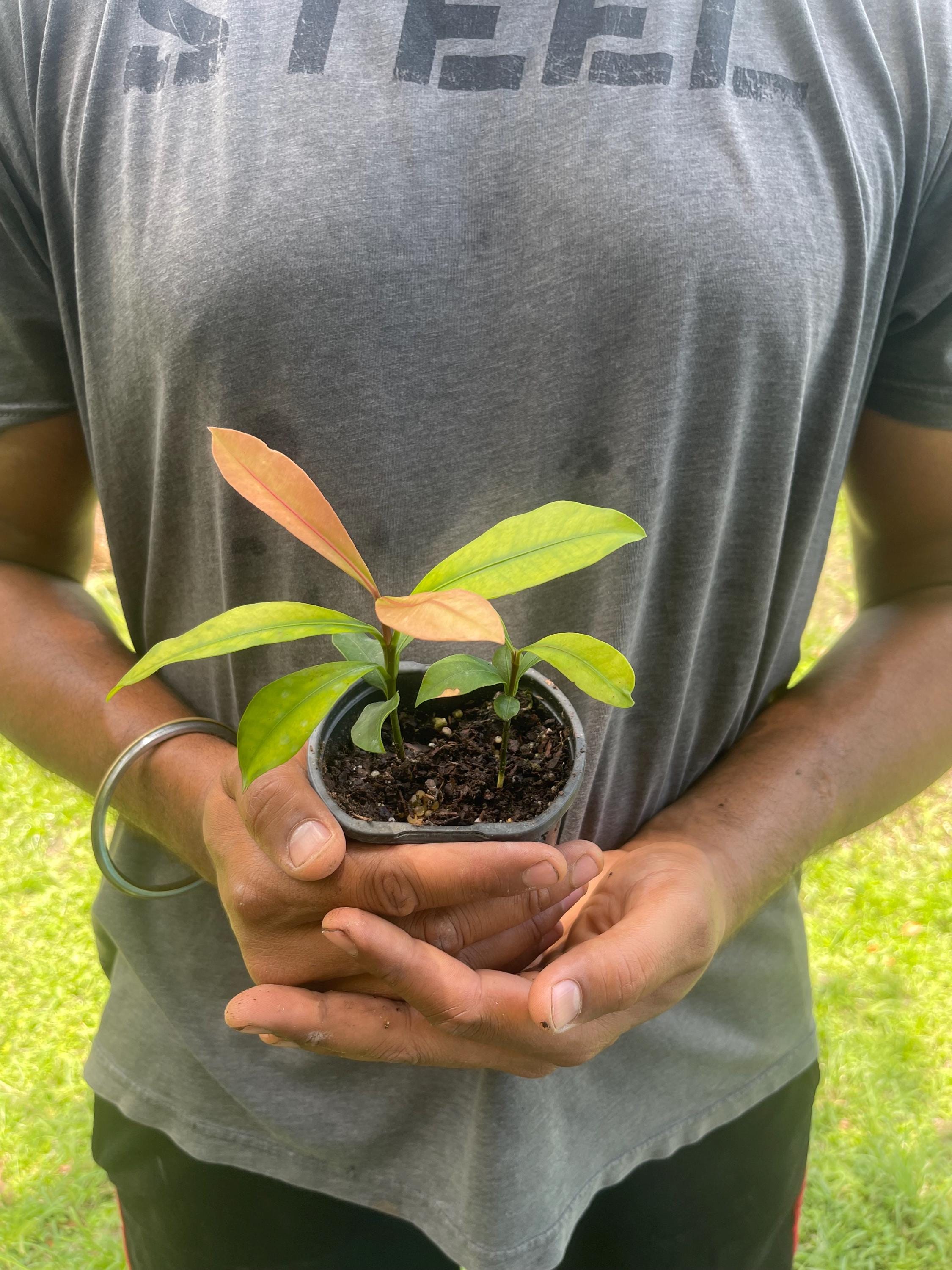 Garcinia Intermedia Live Plant | Lemon Drop Mangosteen Tropical Fruit Tree