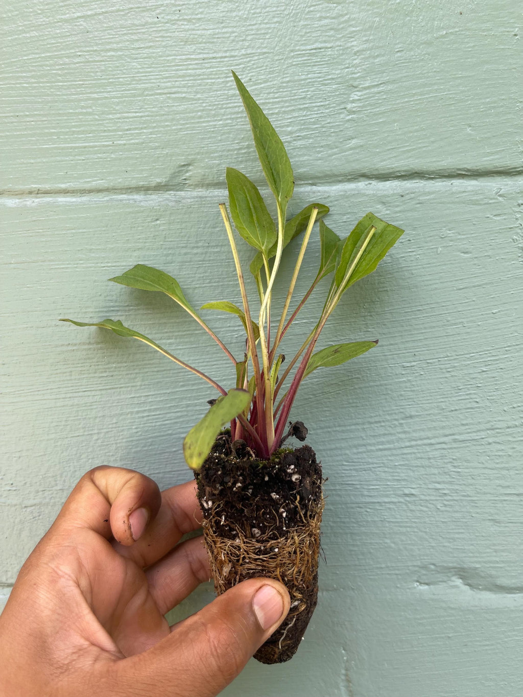 Echinacea purpurea ‘Rubinstern’ (Ruby Star Coneflower) – 2” Plug Plant – Pollinator Friendly Perennial