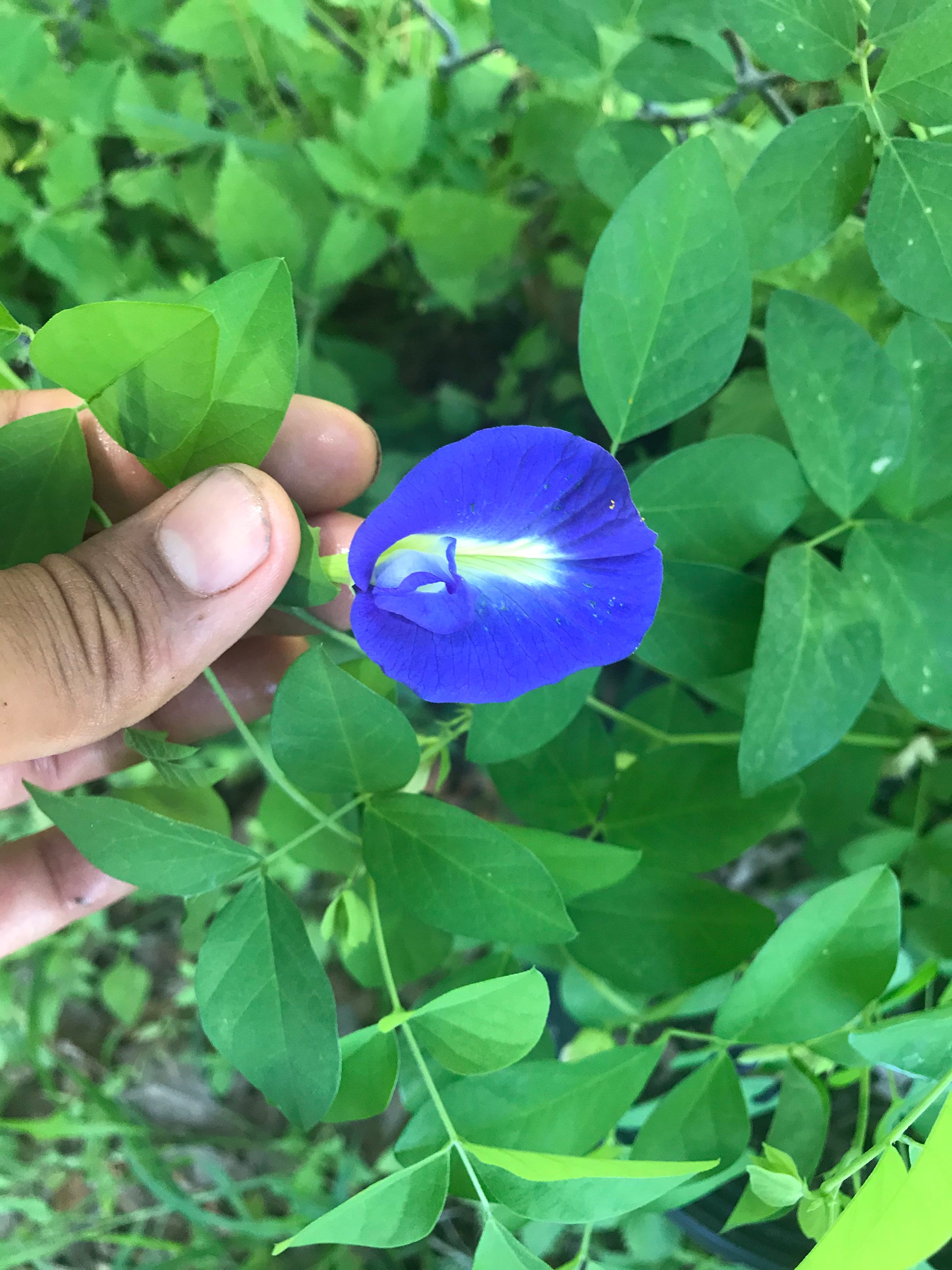 Butterfly pea flower seeds