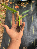 Banana (dwarf cavendish) plants