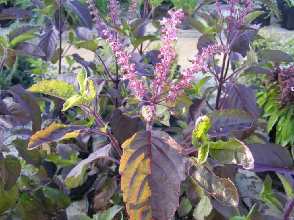 Holy basil (Krishna basil) - Purple leaf