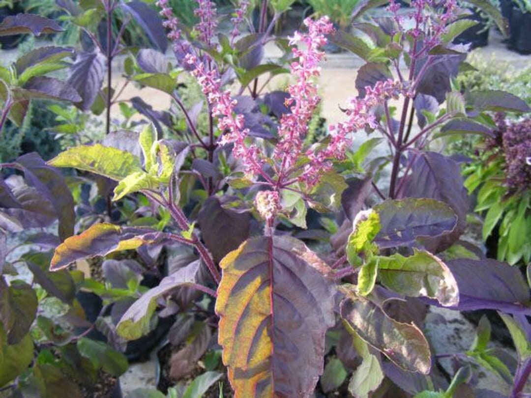 Holy basil (Krishna basil) - Purple leaf