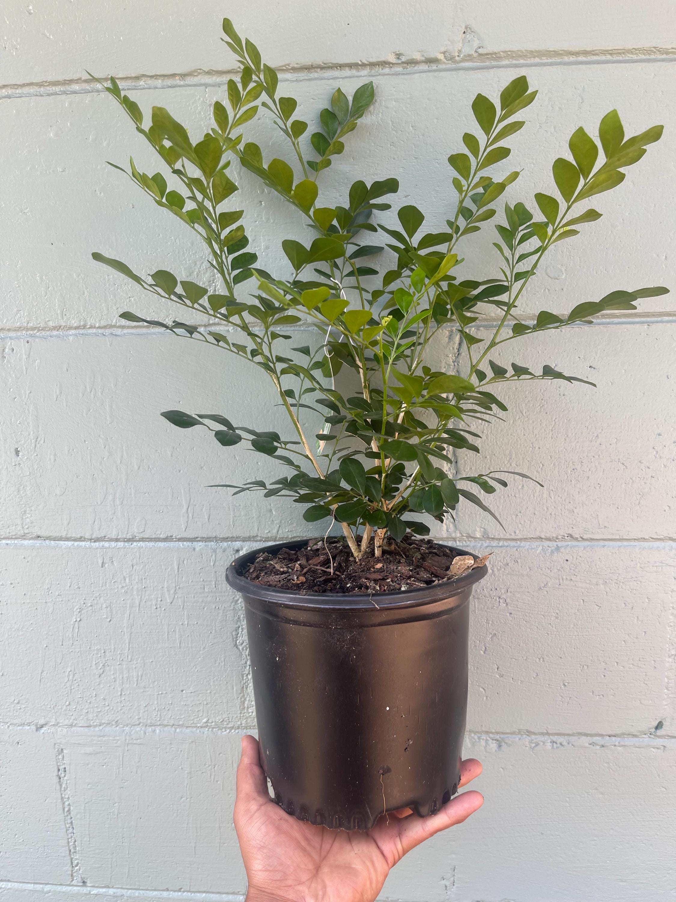 Orange Jasmine Plant (Murraya paniculata) | Fragrant Evergreen | Citrus-Scented White Flowers | 1 gallon size