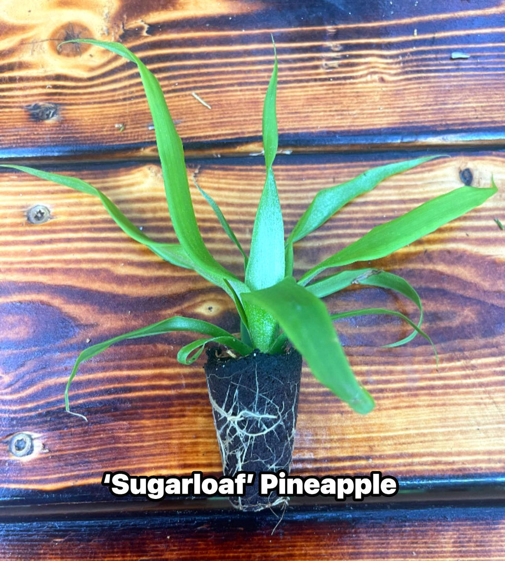 Sugarloaf Pineapple Plant – Sweet White-Fleshed Tropical Fruit (4-Inch Pot)