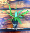 Sugarloaf Pineapple Plant – Sweet White-Fleshed Tropical Fruit (4-Inch Pot)