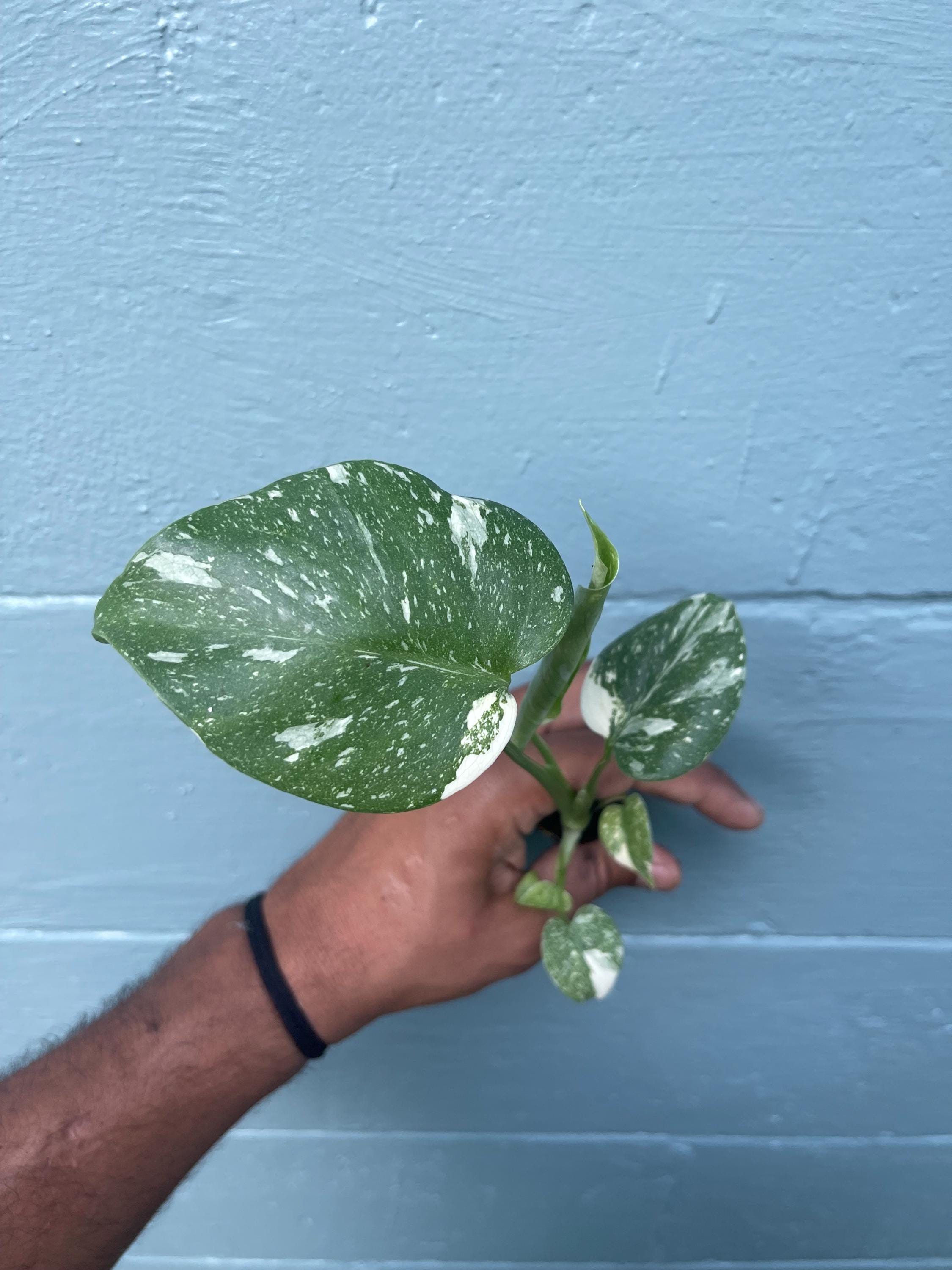Monstera Thai Constellation Variegated Monstera Rare Aroid Live Indoor Tropical Plant Houseplant