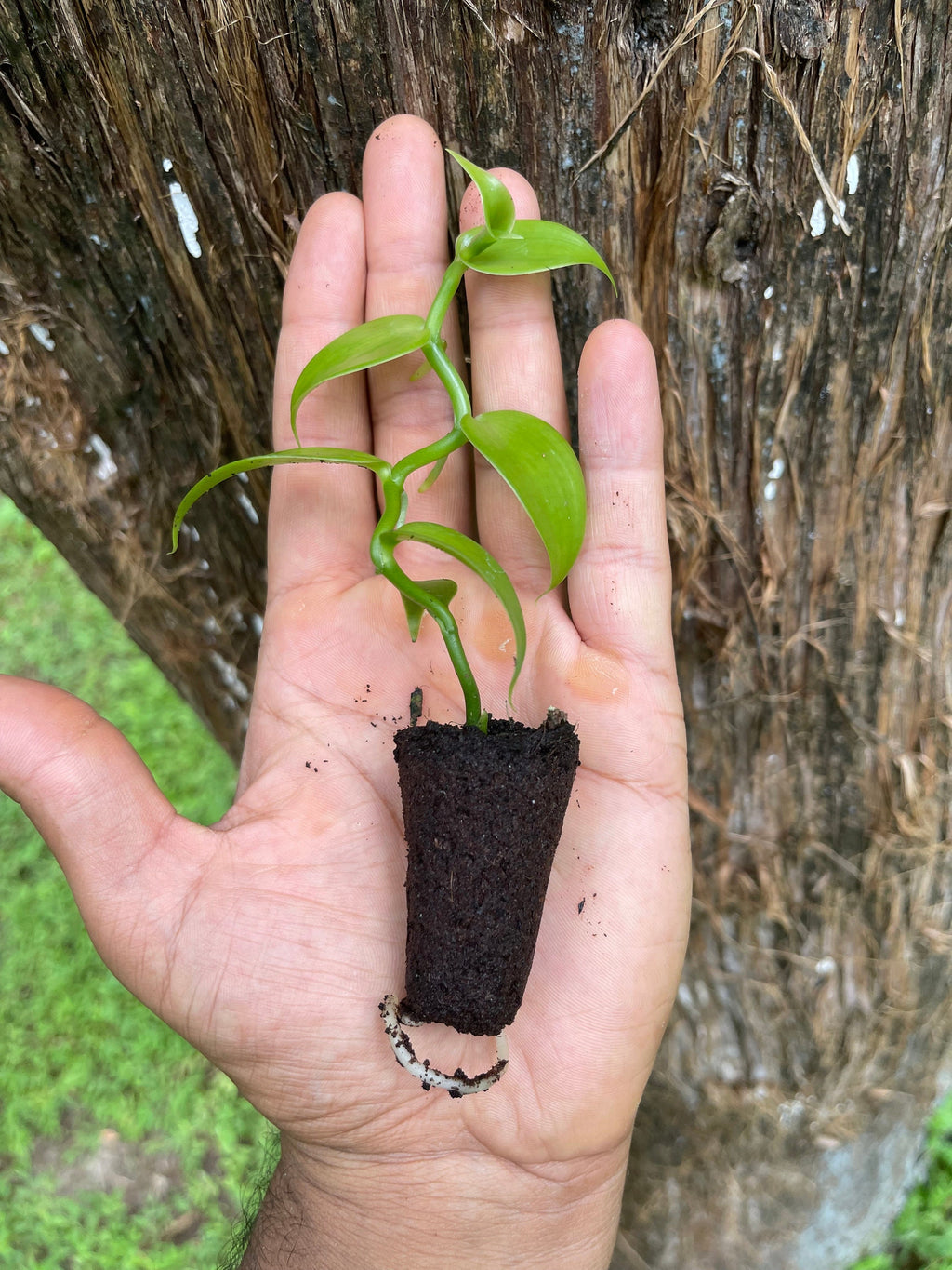 Live Vanilla Bean Orchid Plant: Fragrant Tropical Vanilla Planifolia