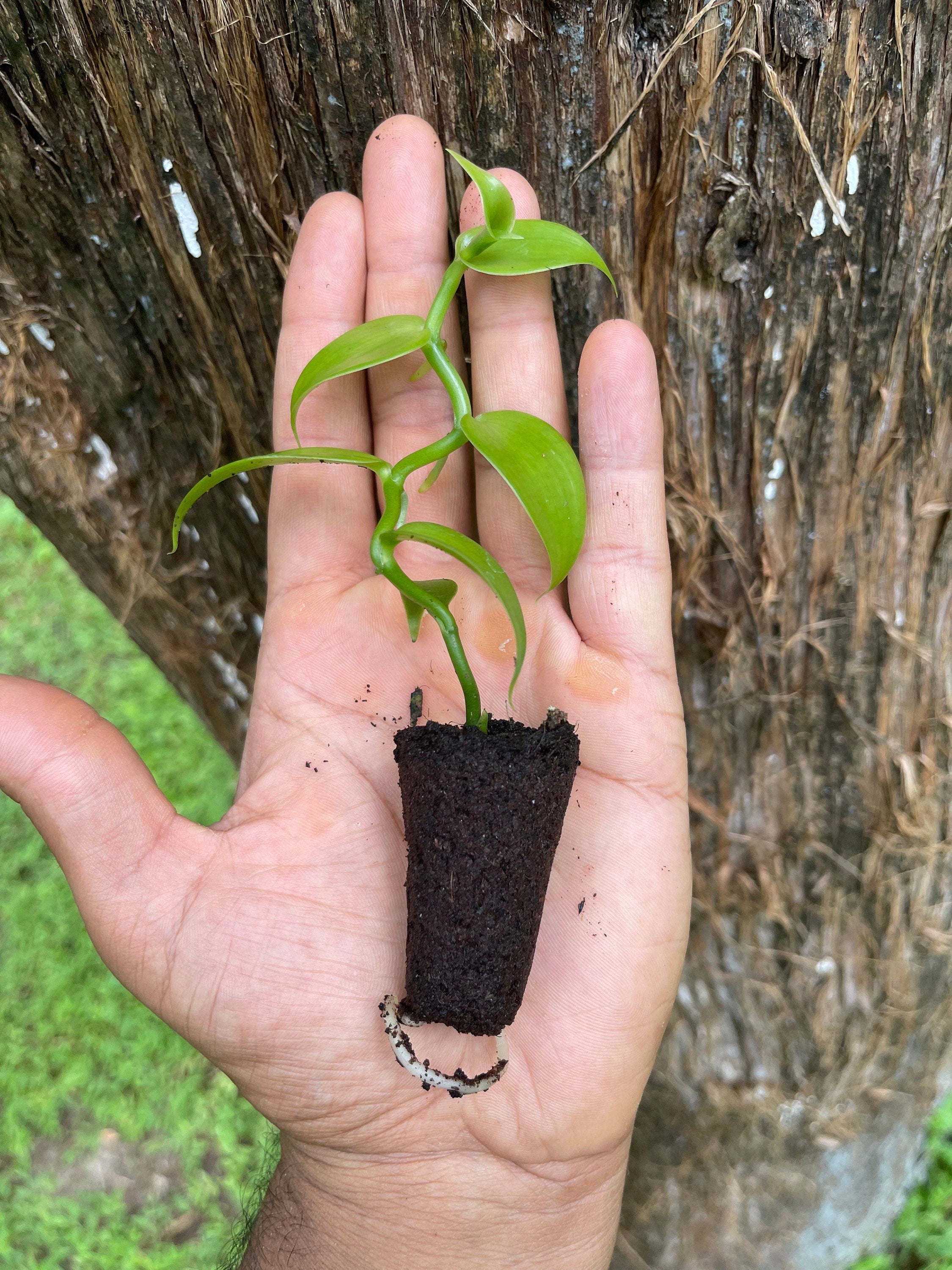 Live Vanilla Bean Orchid Plant: Fragrant Tropical Vanilla Planifolia
