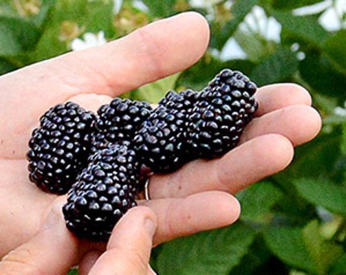 Prime-Ark® Freedom Thornless Blackberry – Live Plant – Primocane Fruiting