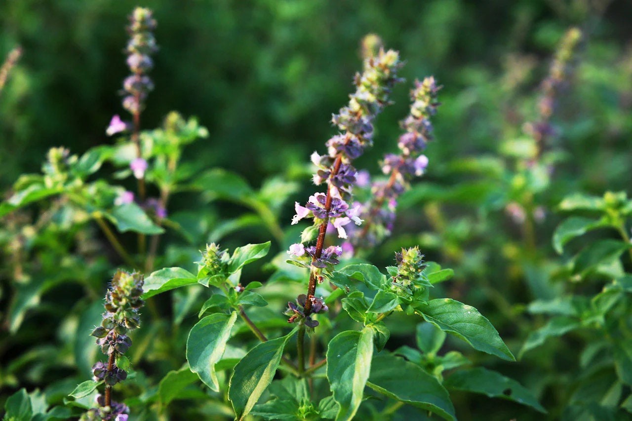 Holy basil (Rama basil) 50 seeds