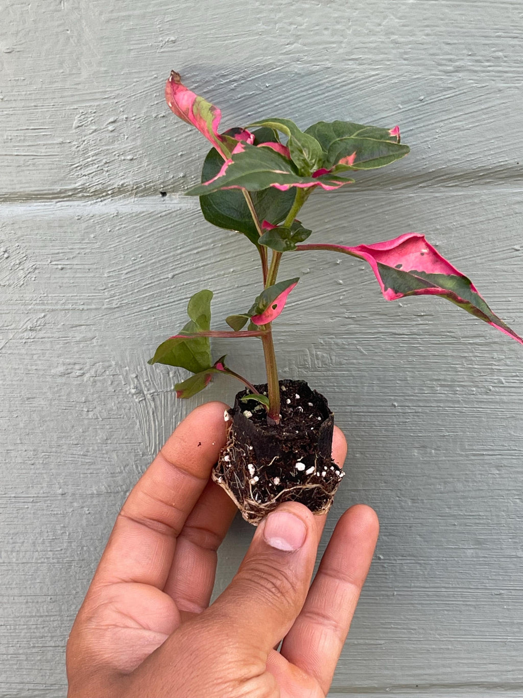 Alternanthera Party Time Plant – Pink Variegated Ornamental Houseplant