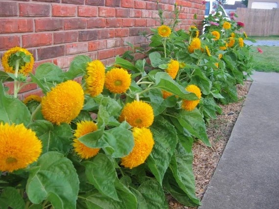 Dwarf Teddybear Sunflower seeds
