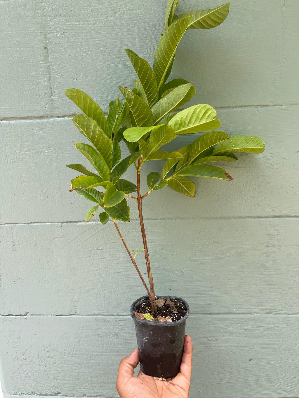Pink pear Guava Tree – Pear-Shaped Sweet Fruit – Live Tropical Plant 4.5” Pot