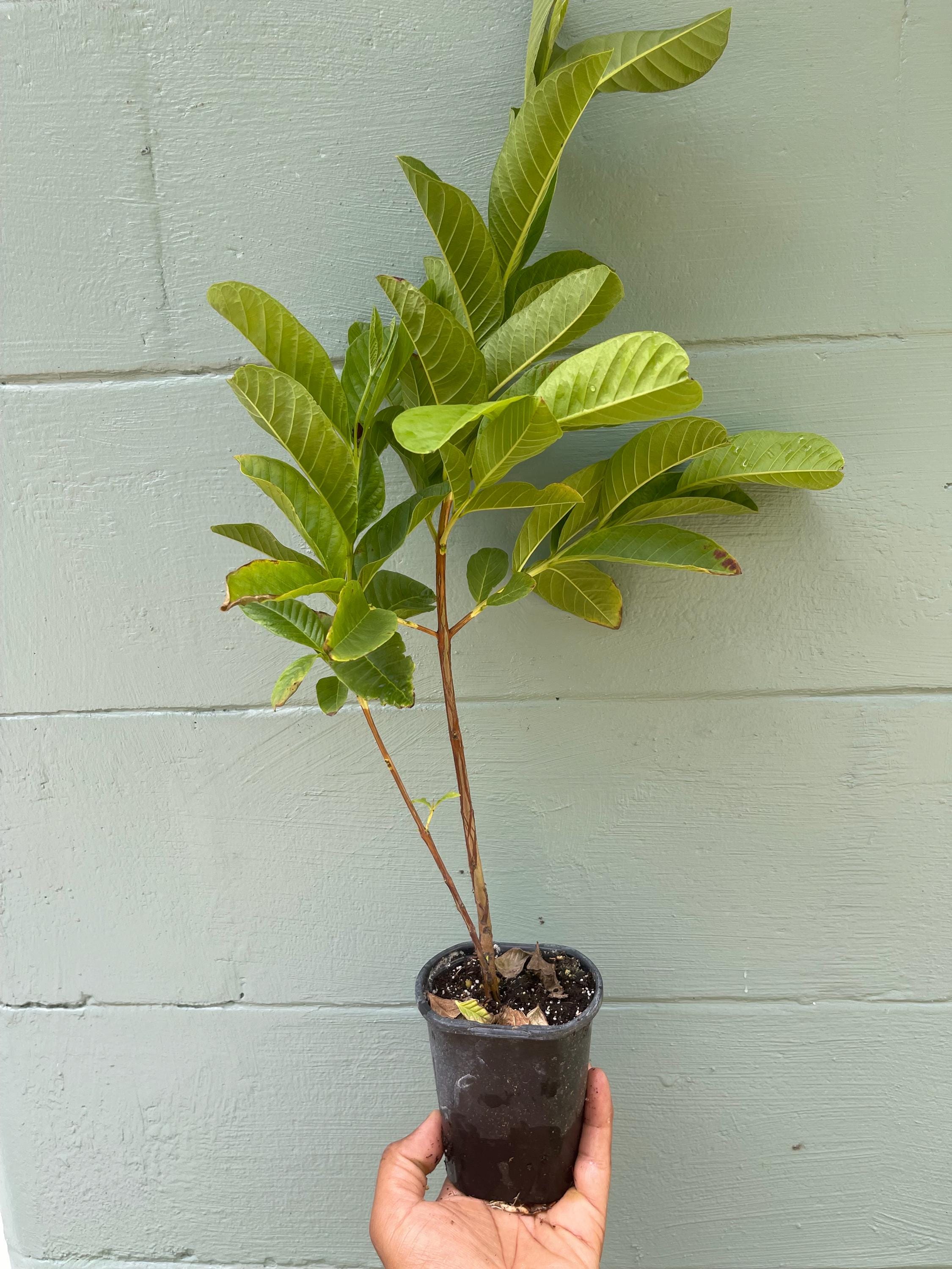 Pink pear Guava Tree – Pear-Shaped Sweet Fruit – Live Tropical Plant 4.5” Pot