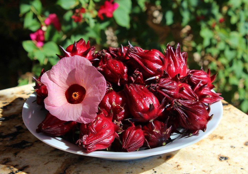 Organic Roselle Seeds: Hibiscus Sabdariffa for Herbal Tea & Planting
