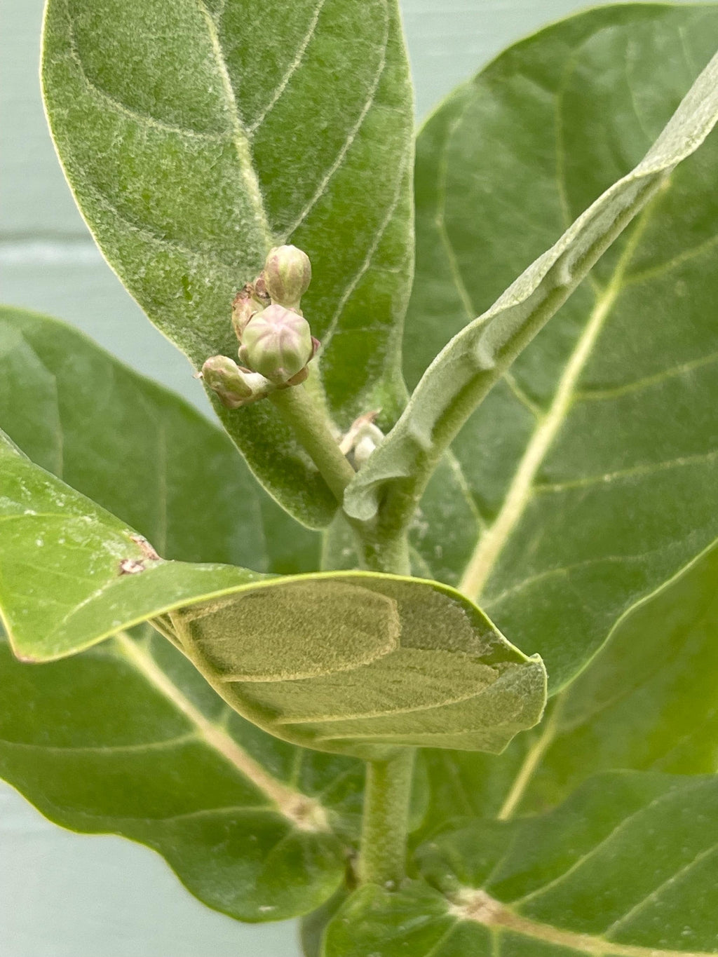 Giant milkweed (Calotropis gigantea) – Rare Tropical Flowering Plant – 4” Pot