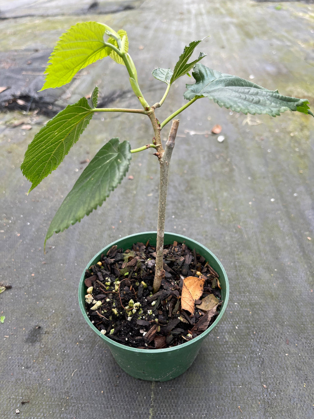 Pakistan Mulberry tree