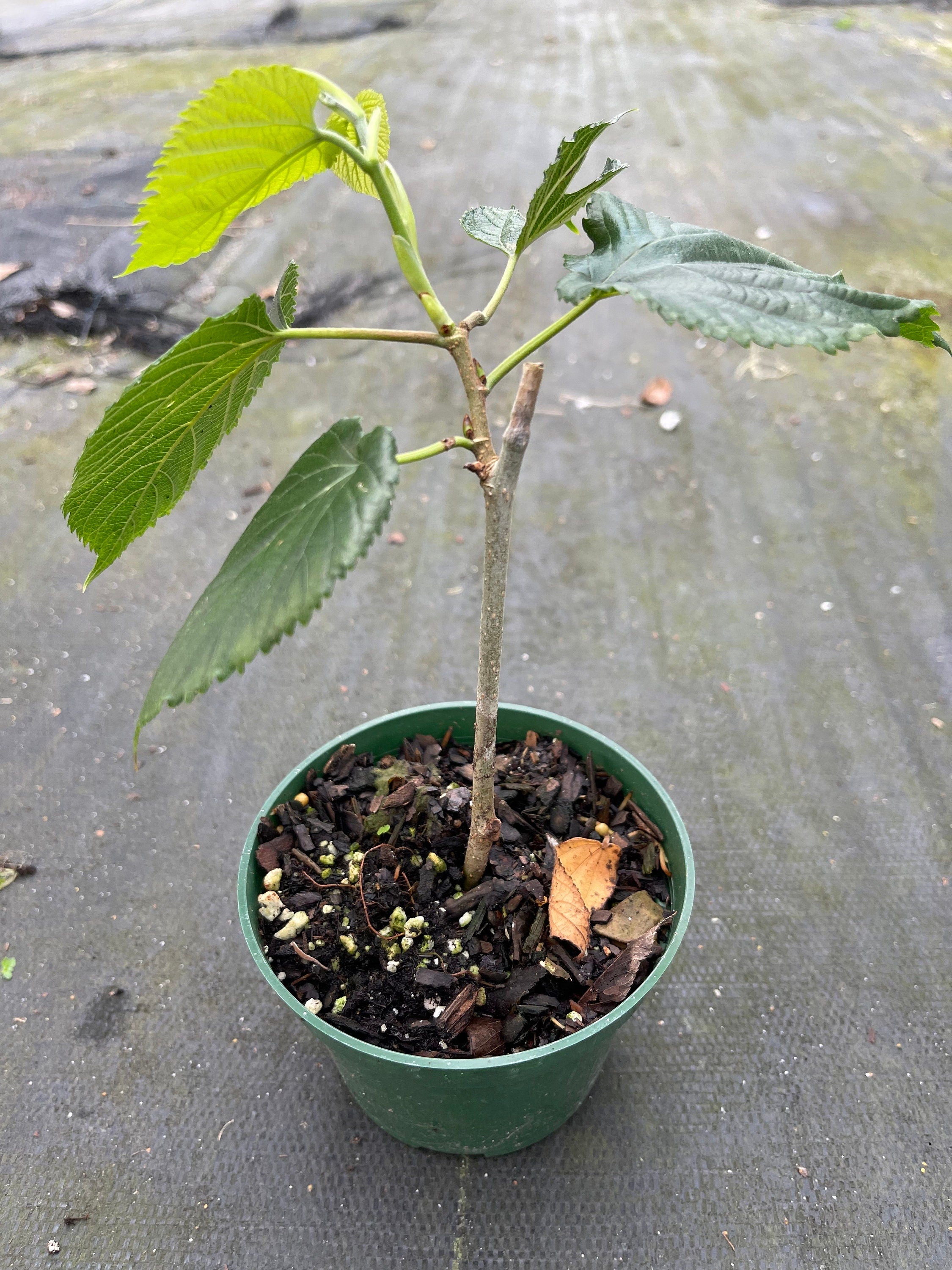 Pakistan Mulberry tree
