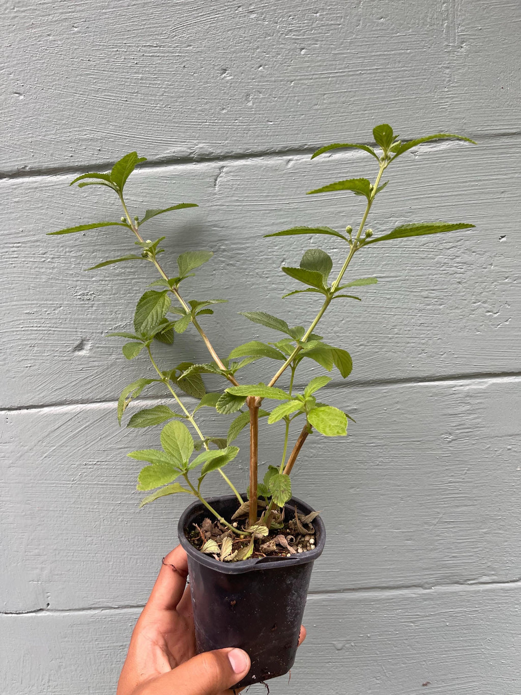 Lippia alba – Aromatic Bush Mint (4” Pot)