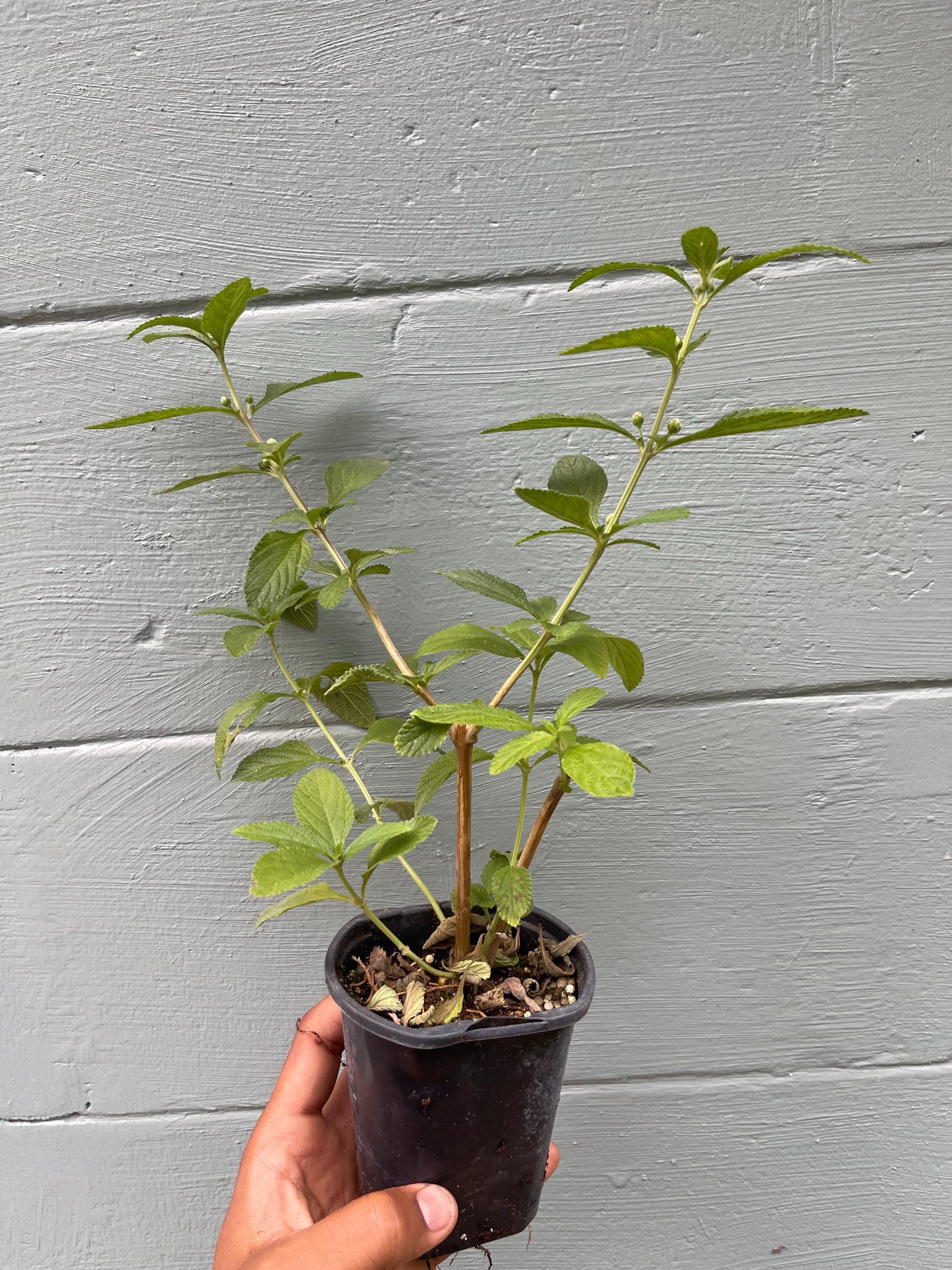 Lippia alba – Aromatic Bush Mint (4” Pot)