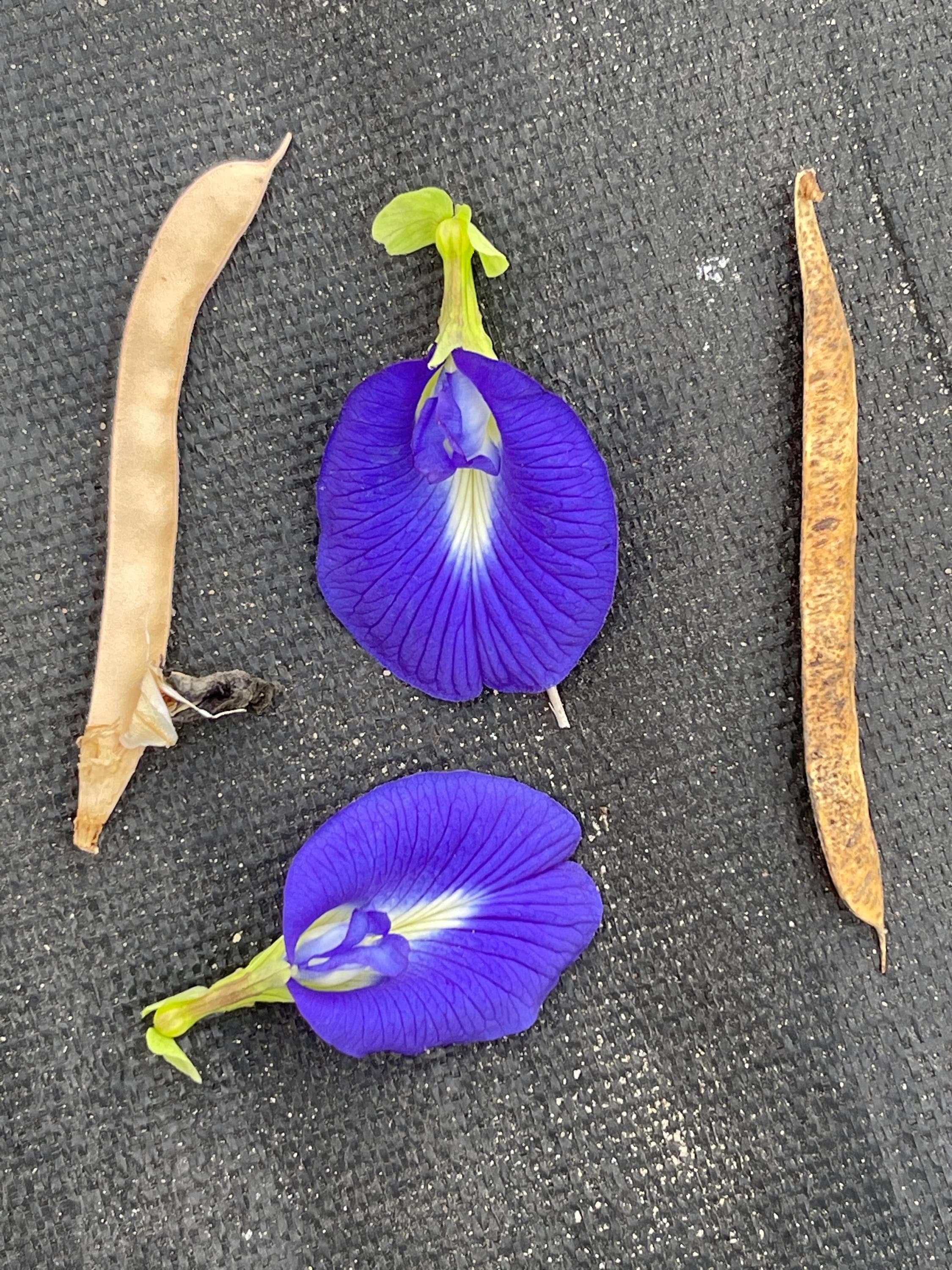 Live Butterfly Pea Plant – Clitoria ternatea | Blue Tea Vine | Pollinator-Friendly, Fast-Growing Tropical Vine